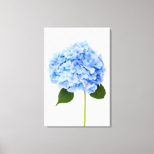 Hydrangea Canvas Afdruk