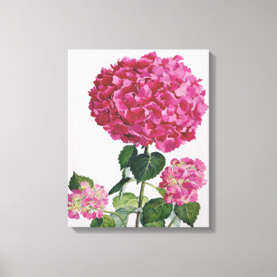 Hydrangea Canvas Afdruk