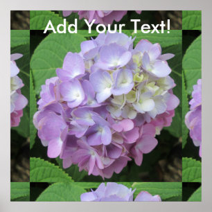 Hydrangea Colorful Flower Poster