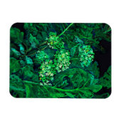 Hydrangea en mierikswortel Kunstzwart en groen Magneet (Horizontaal)