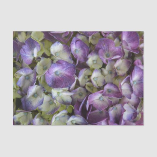 Hydrangea Fanische flora Fotografisch Paars Tissuepapier (Voorkant)