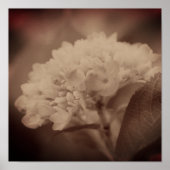 Hydrangea Flower in  Sepia Poster (Voorkant)