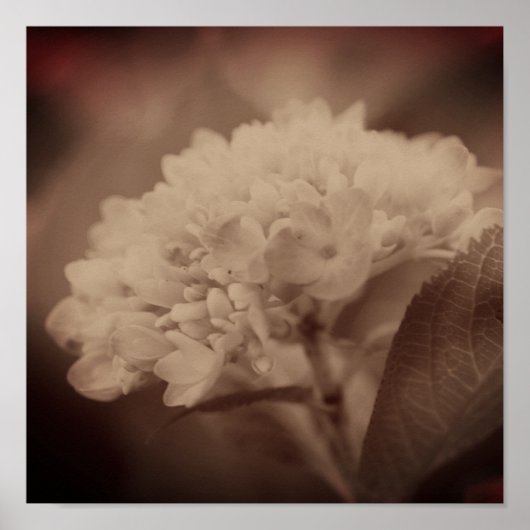 Hydrangea Flower in  Sepia Poster (Voorkant)