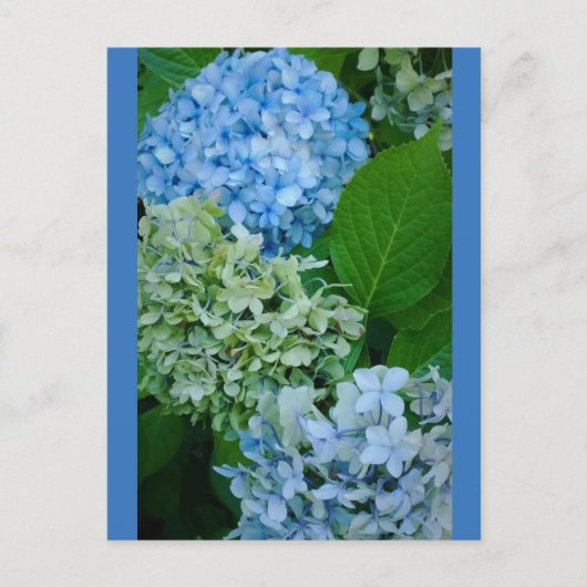 Hydrangea Flowers Briefkaart (Voorkant)