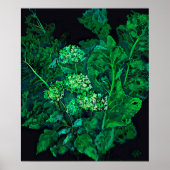 Hydrangea Flowers & Horseradish Floral Black Green Poster (Voorkant)