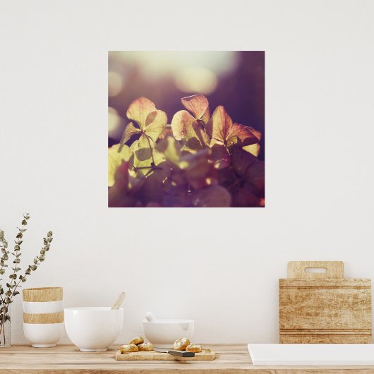Hydrangea Flowers in Sunlight Paarse Bokeh Poster (Keuken)