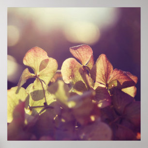 Hydrangea Flowers in Sunlight Paarse Bokeh Poster