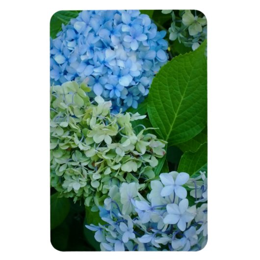 Hydrangea Flowers Magneet (Verticaal)