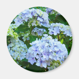 Hydrangea Flowers magnet giften Blue Green garden