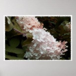 Hydrangea Flowers Pink Photography Poster