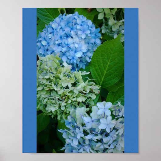 Hydrangea Flowers Poster (Voorkant)