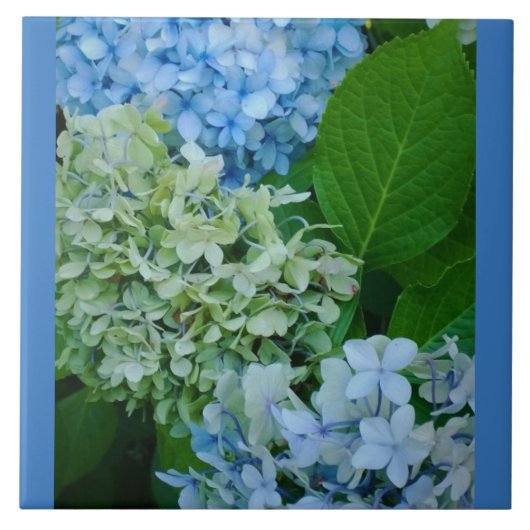 Hydrangea Flowers Tegeltje (Voorkant)