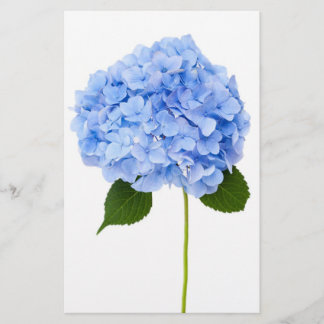 Hydrangea Flyer