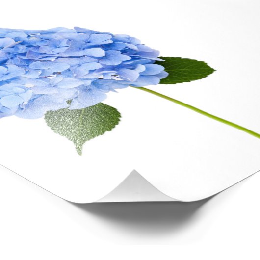 Hydrangea Foto Afdruk (Hoek)