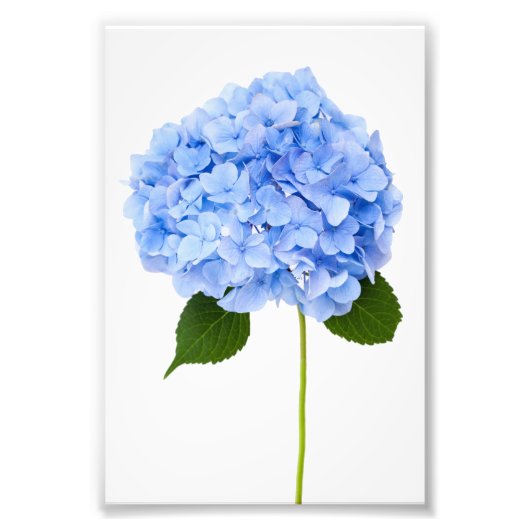 Hydrangea Foto Afdruk (Voorkant)