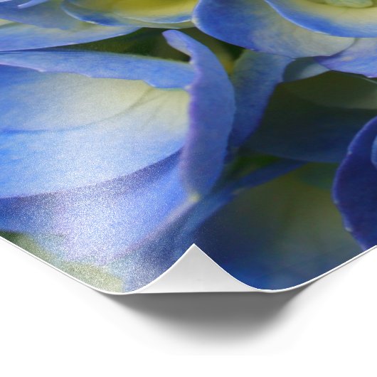 Hydrangea Foto Afdruk (Hoek)