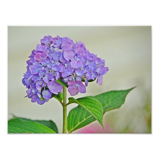 Hydrangea Foto afdrukken (Voorkant)
