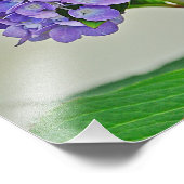 Hydrangea Foto afdrukken (Hoek)