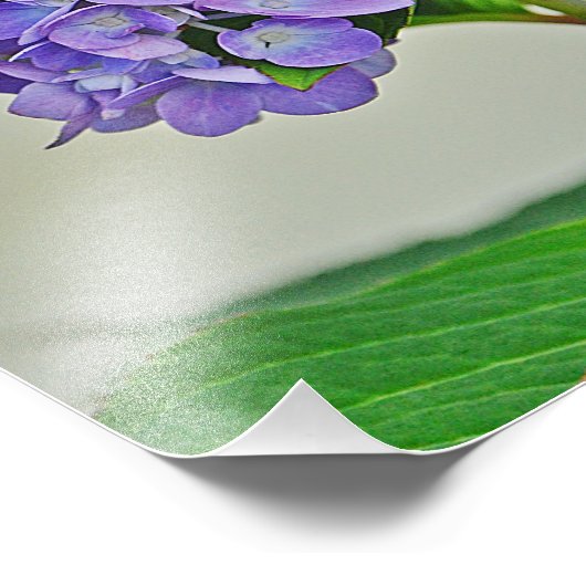Hydrangea Foto afdrukken (Hoek)