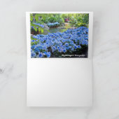 Hydrangea [Greeting Card] カード Kaart (Binnen)