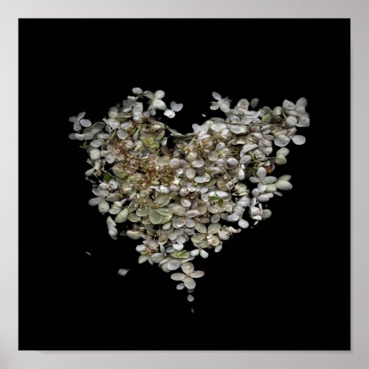 Hydrangea Hart Botanische Poster (Voorkant)