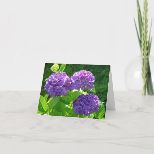 Hydrangea hortensia 2 kaart