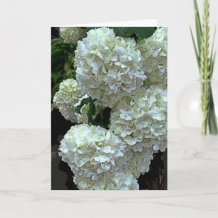Hydrangea hortensia 2 van de sneeuwbal kaart