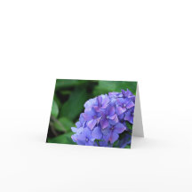 Hydrangea hortensia 6893