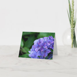 Hydrangea hortensia 6893 kaart