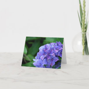 Hydrangea hortensia 6893 kaart