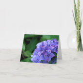 Hydrangea hortensia 6893 kaart (Voorkant)