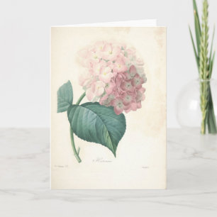 Hydrangea hortensia door Redoute de Botanical Kaart