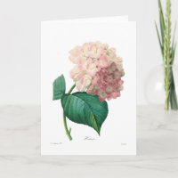 Hydrangea hortensia