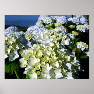 Hydrangea hortensia's poster