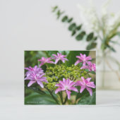 Hydrangea hybrida "Dance Party" (Briefkaart) ポ カ ー Briefkaart (Staand voorkant)