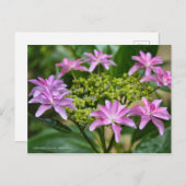 Hydrangea hybrida "Dance Party" (Briefkaart) ポ カ ー Briefkaart (Voorkant / Achterkant)
