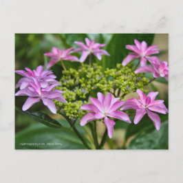 Hydrangea hybrida "Dance Party" (Briefkaart) ポ カ ー Briefkaart