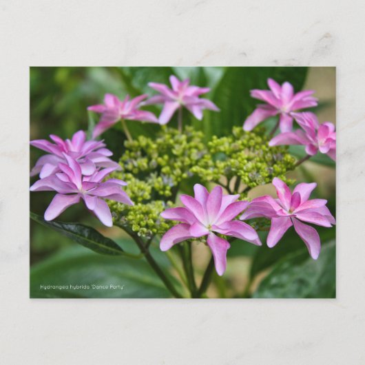 Hydrangea hybrida "Dance Party" (Briefkaart) ポ カ ー Briefkaart (Voorkant)