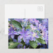 Hydrangea hybrida "Dance Party" (Briefkaart) Briefkaart (Voorkant / Achterkant)