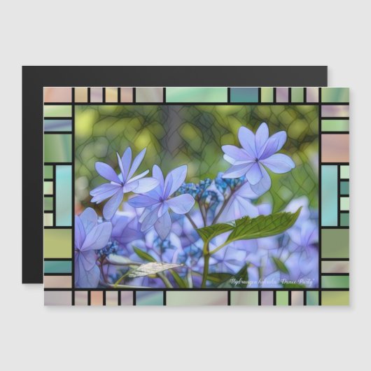 Hydrangea hybrida "Dance Party" [Magnet Card] (Voorkant / Achterkant)