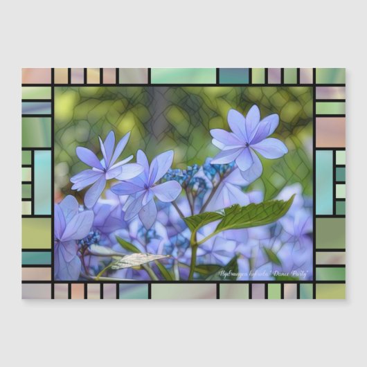 Hydrangea hybrida "Dance Party" [Magnet Card] (Voorkant)