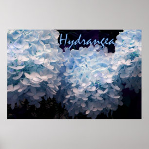 Hydrangea in blauw poster