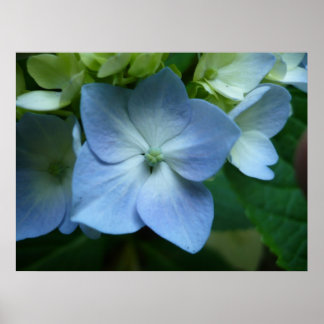 Hydrangea in Bloom Poster