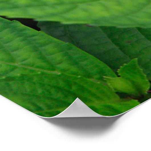 Hydrangea in het bos poster (Hoek)