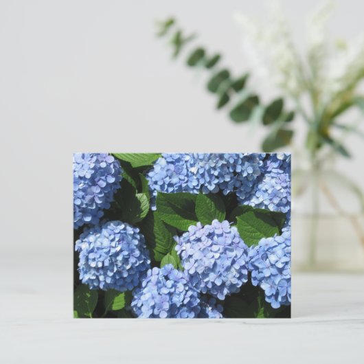 Hydrangea: Japan Briefkaart (Staand voorkant)