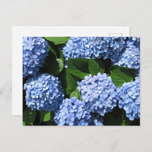 Hydrangea: Japan Briefkaart (Voorkant / Achterkant)