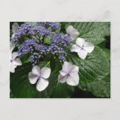 Hydrangea: Japan Briefkaart (Voorkant)