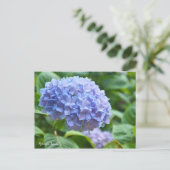 Hydrangea "Jogasaki" (Briefkaart) ポ ト カ ー ド Briefkaart (Staand voorkant)