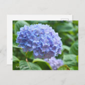 Hydrangea "Jogasaki" (Briefkaart) ポ ト カ ー ド Briefkaart (Voorkant / Achterkant)