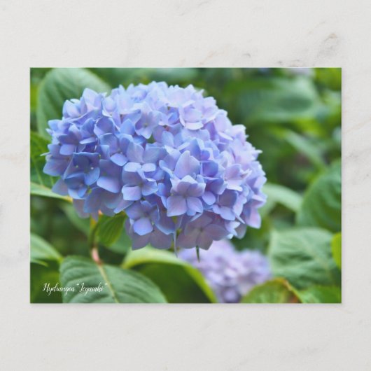 Hydrangea "Jogasaki" (Briefkaart) ポ ト カ ー ド Briefkaart (Voorkant)